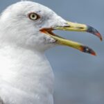 Pescărușii au băgat spaima în turiștii din Veneția. Păsările, descrise drept „nemiloase”, au ajuns să le smulgă mâncarea din mâini