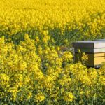 De ce este mierea de rapiţă atât de căutată. Motivele pentru care este considerată o adevărată comoară cu nutrienți