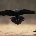 Singurul animal din lume care are simțul umorului: cercetătorii au fost uimiți