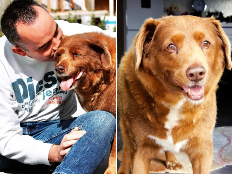 Bobi, cel mai bătrân câine din lume, a murit la 31 de ani și 165 de zile