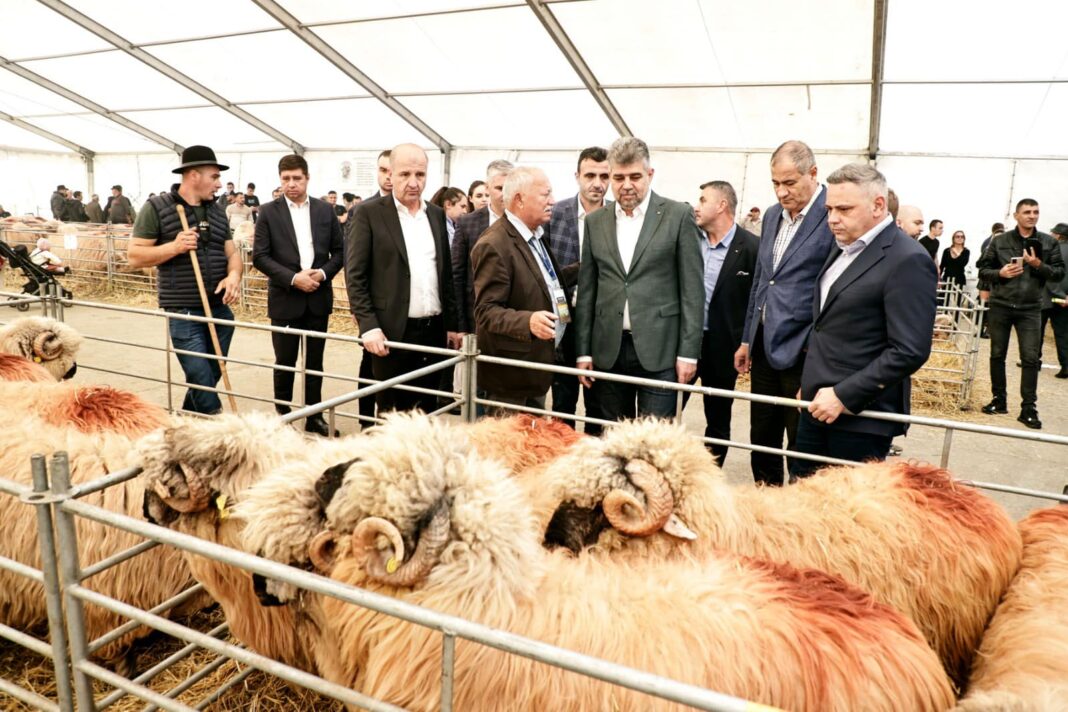 Premierul Ciolacu a admirat oile la târgul INDAGRA / foto facebook, Marcel Ciolacu
