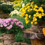 Super-florile toamnei, care rezistă la frig.Te vor încânta cu frumusețea și parfumul lor chiar și la temperaturi scăzute