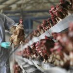 Primul caz uman confirmat cu gripă aviară a murit, dar nu din cauza virusului