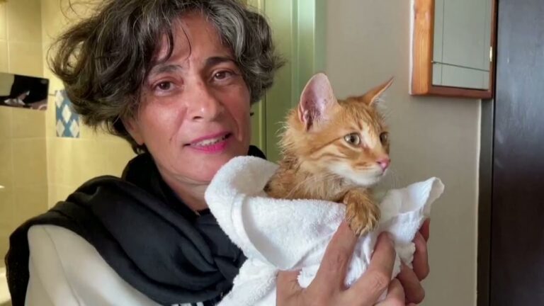 O cântăreață israeliană s-a întors acasă pentru a-și salva pisicile