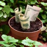 Ce este „planta milionară” – cea care te ajută să ai noroc de bani. Cum trebuie îngrijită