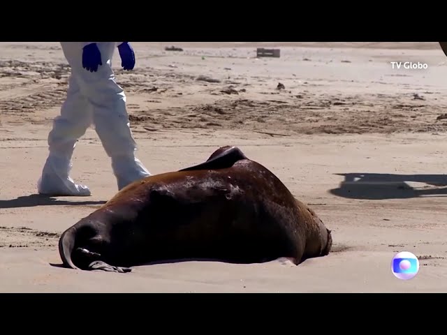 VIDEO. Gripa aviară ucide peste 500 de mamifere marine în Brazilia