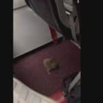 Panică în avion. Șobolan la picioarele pasagerilor, plimbându-se agale printre scaune