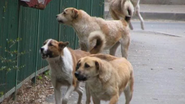 Care sunt sectoarele din București cu cei mai mulți câini maidanezi. Unde nu e bine să te duci deloc singur