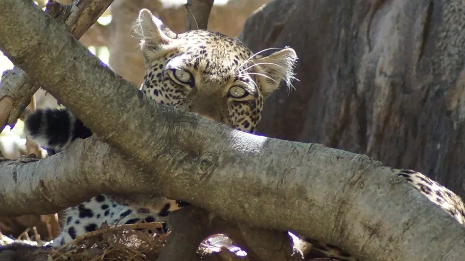Jaguar Africa Jinfo Tours - Safari adventure in nature