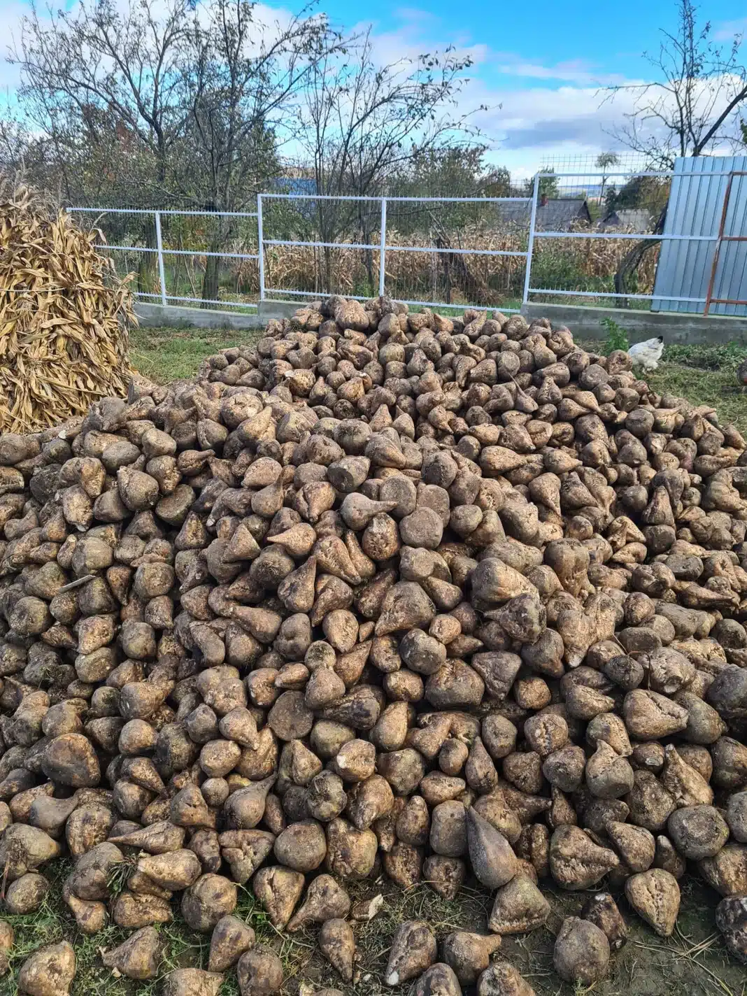 Sugar beet