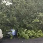 Zeci de copaci şi trei stâlpi de electricitate, doborâţi de vijelie şi ploaia torenţială