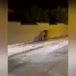 VIDEO. Un leu de circ a scăpat în apropiere de Roma și a fost capturat după o vânătoare de ore întregi