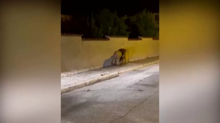 VIDEO. Un leu de circ a scăpat în apropiere de Roma și a fost capturat după o vânătoare de ore întregi