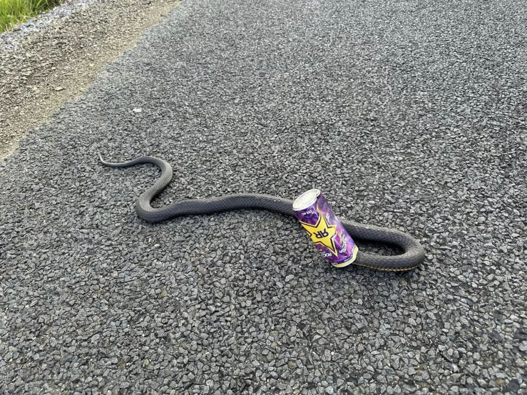 Snake energy drink can
