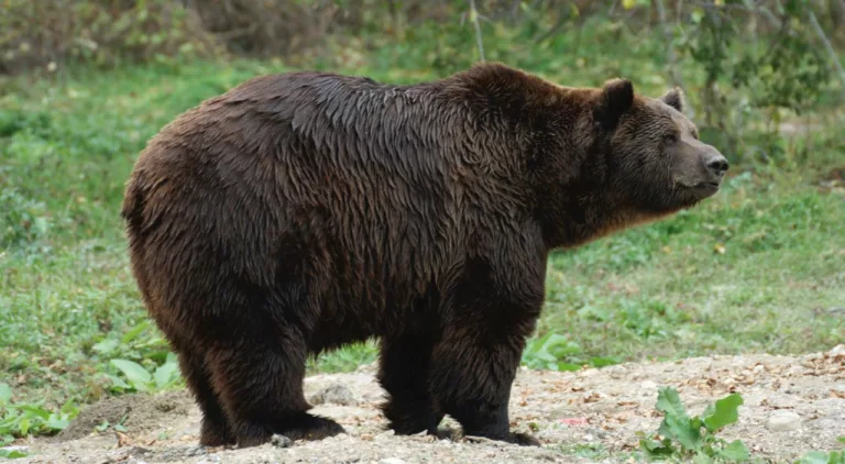 Urșii României, o problemă-dilemă a autorităților