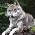 Primul hibrid lup-câine a fost descoperit în Carpaţii Meridionali. Specialiștii au confirmat