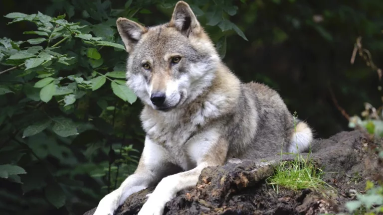 Primul hibrid lup-câine a fost descoperit în Carpaţii Meridionali. Specialiștii au confirmat