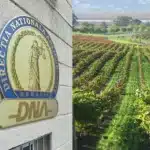 DNA trimite în instanță dosarul Murfatlar. Prejudiciu de 47 milioane euro