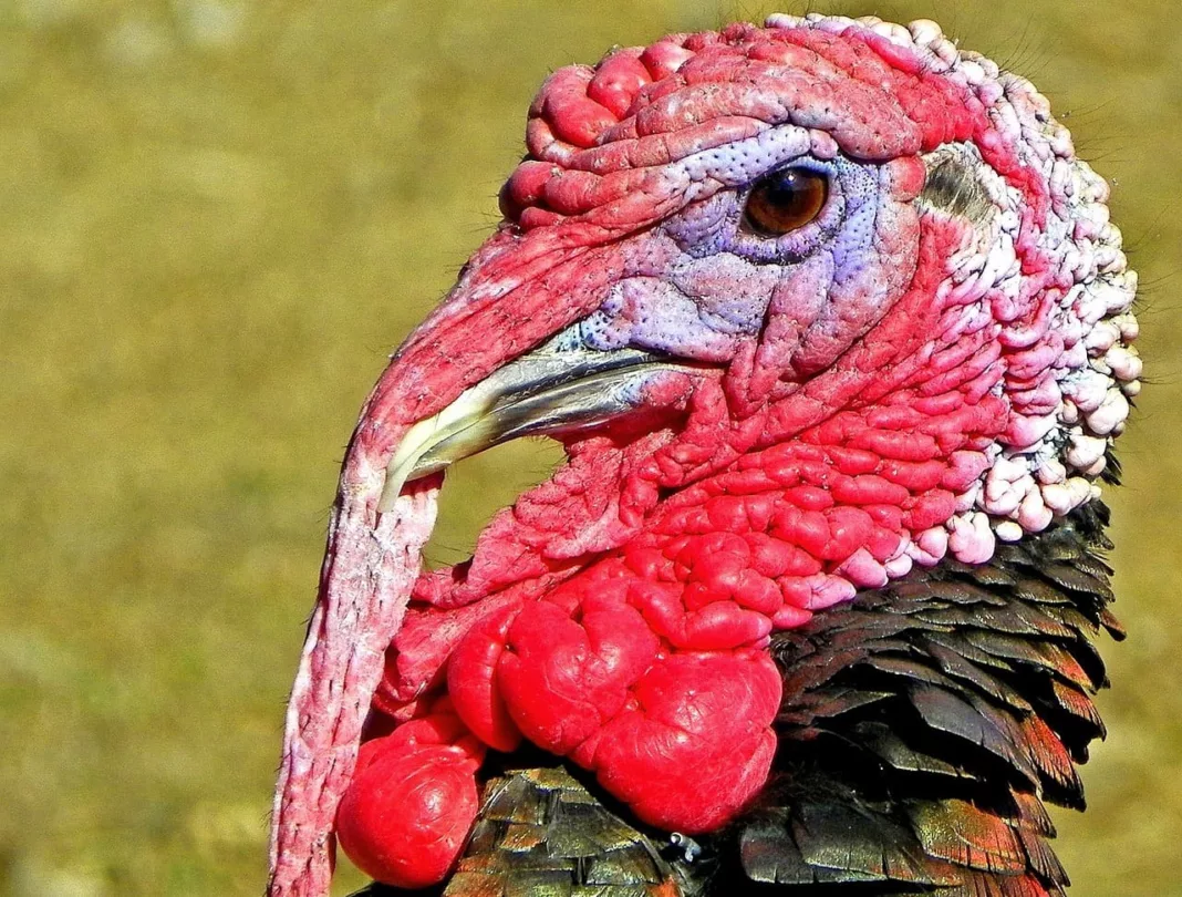 Image of turkeys