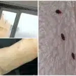 Căminele de la Grozăvești, sub invazia șoarecilor, ploșnițelor și a gândacilor