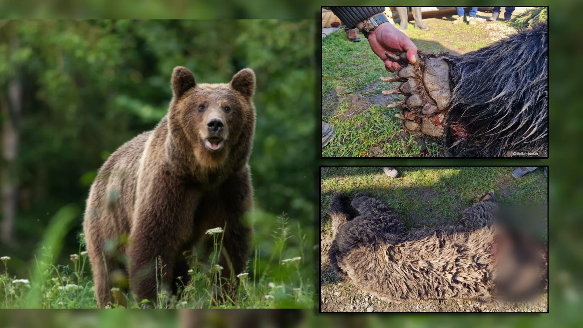 Urs împușcat fără motiv în satul Târnovița