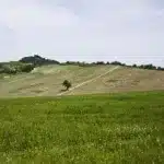 Gestionarea culturii de lucernă pentru randamente maxime