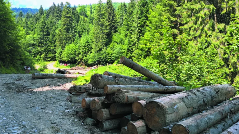 Guvernanții lasă suedezii să taie nestingheriți pădurile valoroase ale României. 50 de acțiuni ale IKEA, bănuite de ilegalitate. FOTO și VIDEO
