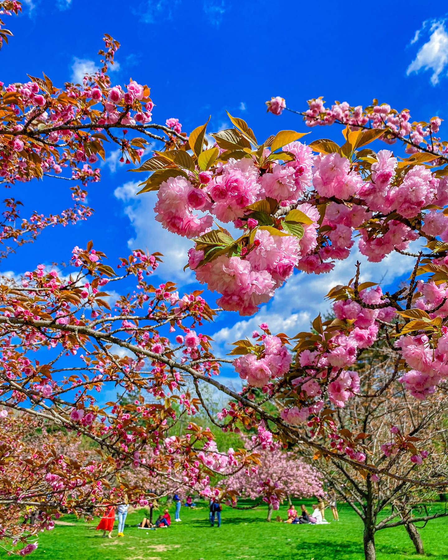 Hanami, sărbătoarea primăverii, în Parcul Regele Mihai I, a ajuns la a cincea ediție
