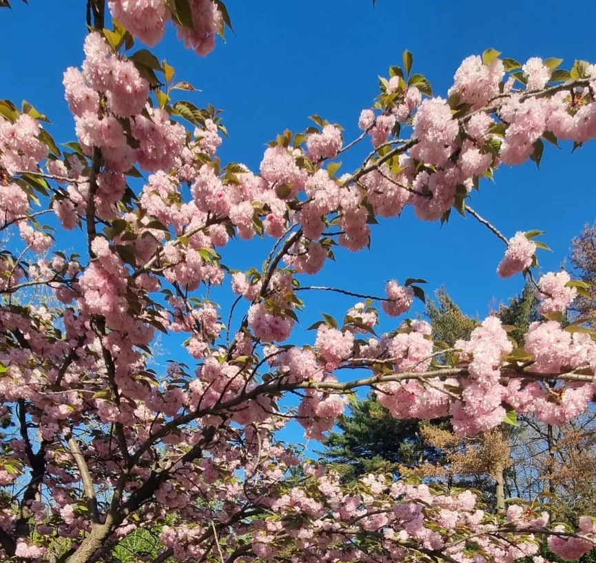 Hanami – sărbătoarea primăverii, în Grădina Japoneză din Herăstrău