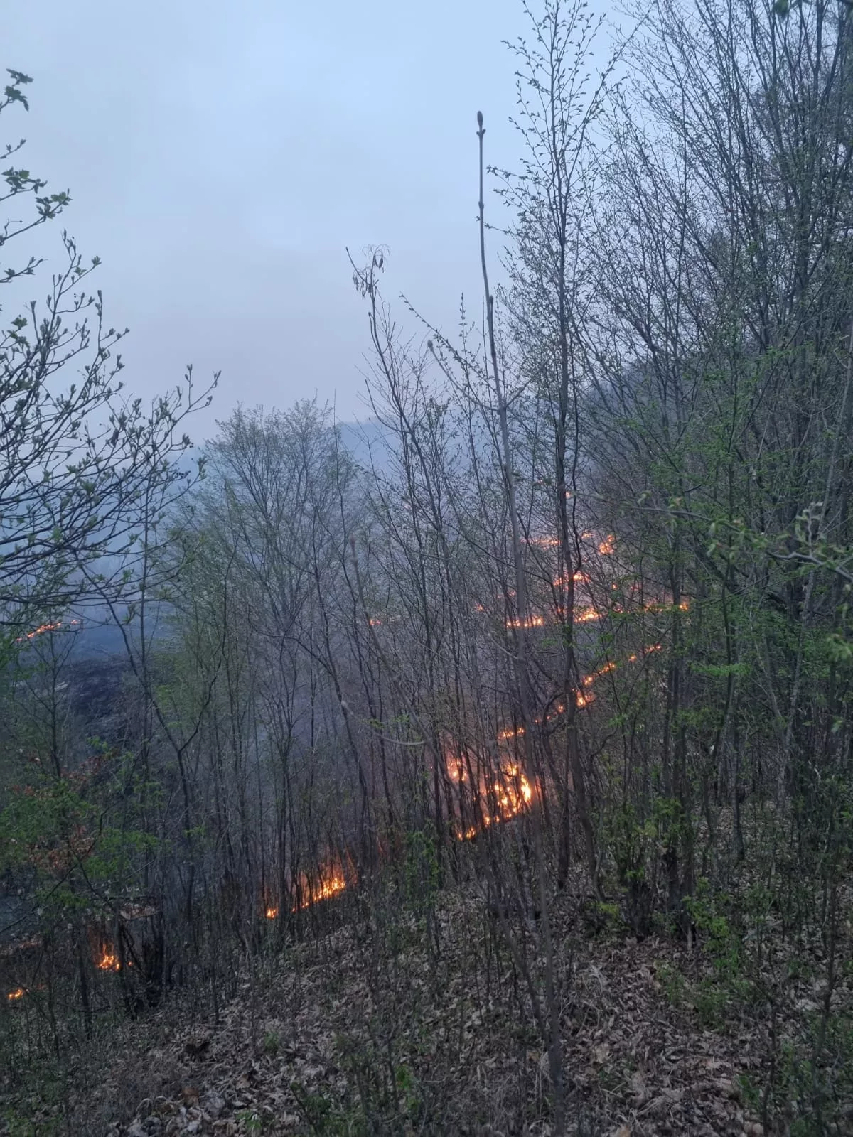 Incendiul puternic din comuna Șoimari a fost stins