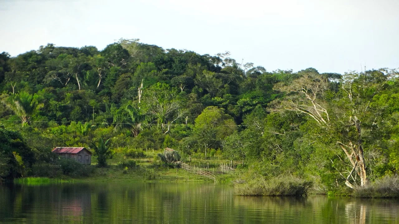 Defrișările din Amazonul brazilian au scăzut cu 40% în primul trimestru