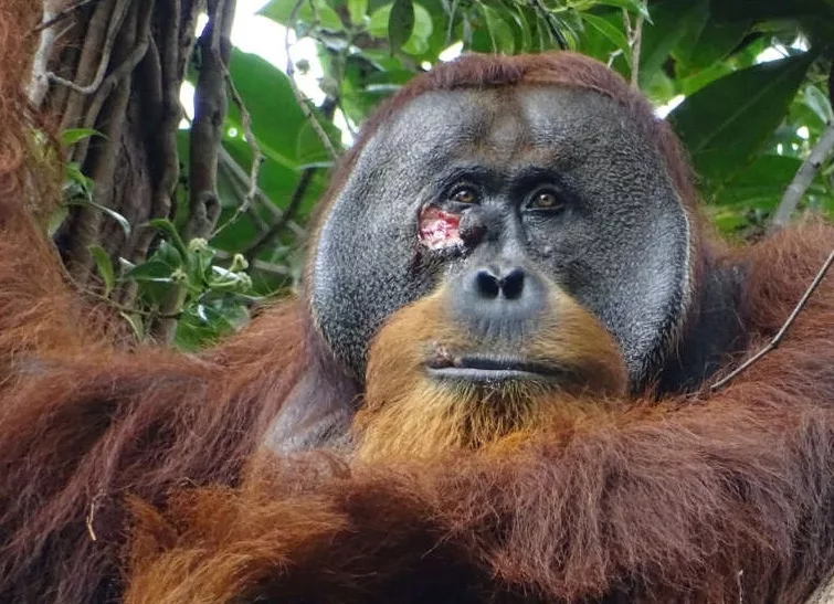 Premieră mondială: Urangutan care își tratează rana cu o plantă