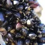 Scoicile şi rapanele din Marea Neagră sunt sigure pentru consumul uman