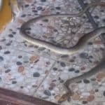 Constanța: Jandarmii au capturat un șarpe de doi metri dintr-un imobil