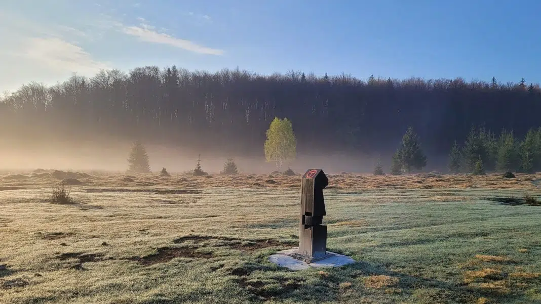 Peisaj matinal cu ceață în pădurea montană / via transilvanica