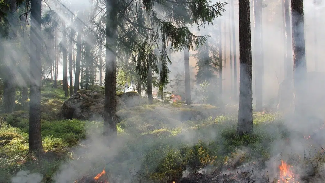 madeira incendii madeira portugalia