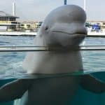 Balena beluga, „spion” rus, ar fi fost ucisă cu focuri de armă