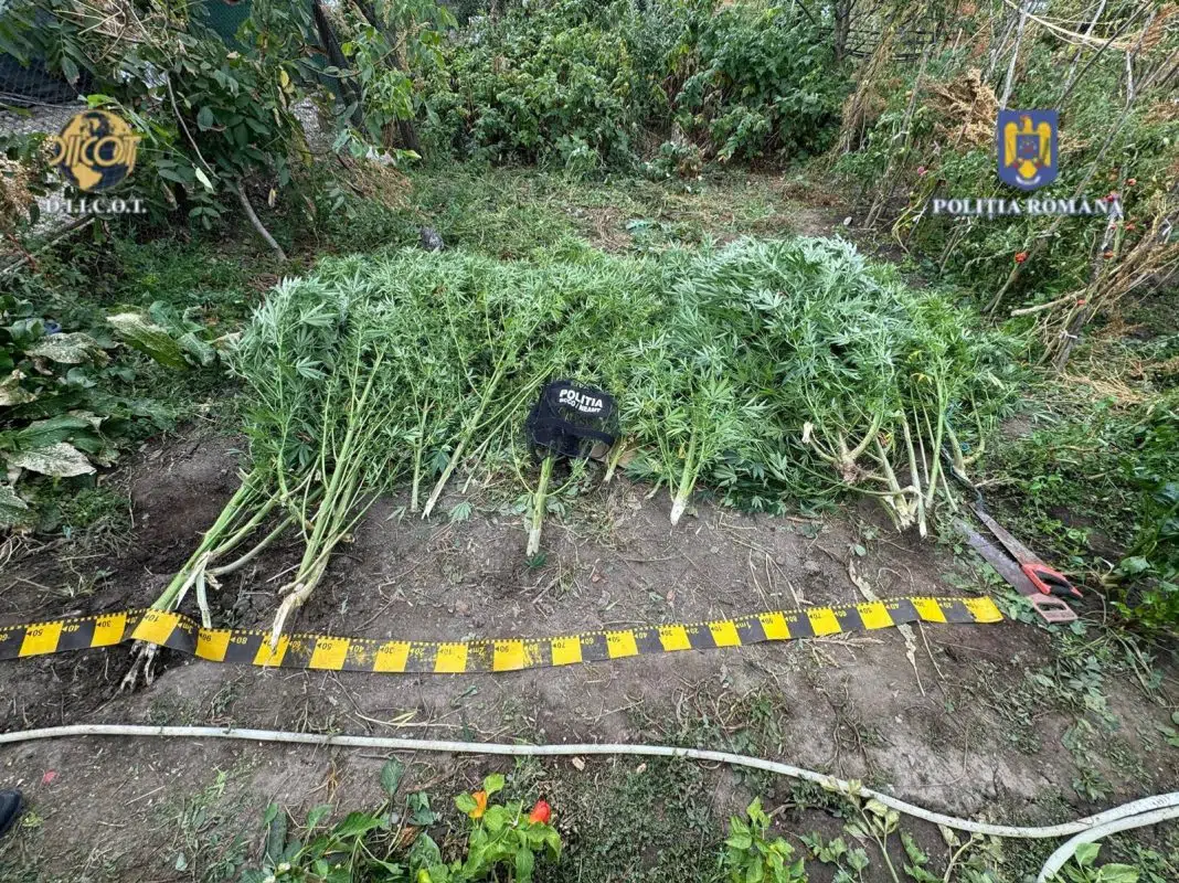 Plantație de canabis descoperită de poliția română