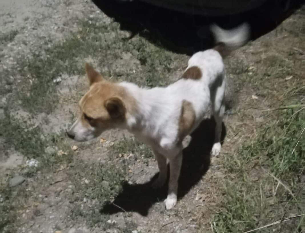 Câine alb cu maro explorând teren iarbă