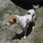 Cum suferă un cățel care și-a pierdut stăpânul. „Cred că dacă există un Dumnezeu, a lăsat câinele să îl învețe pe om ce e dragostea necondiționată“