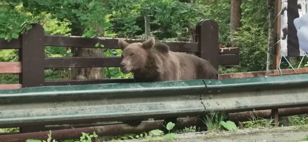 Urs brun lângă gard într-un parc