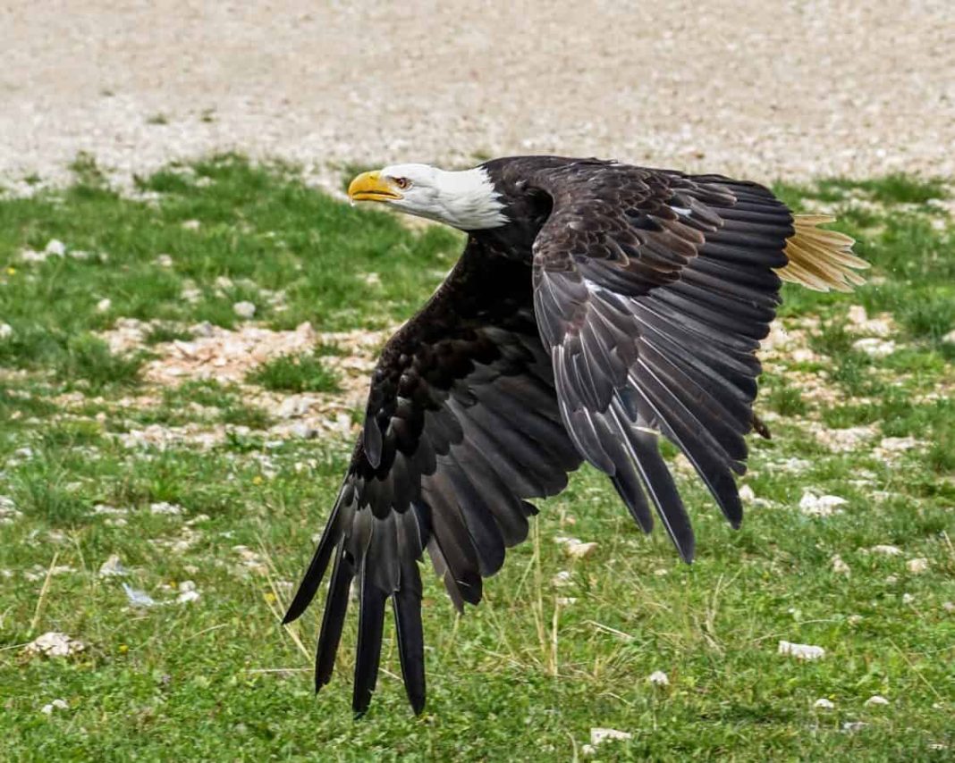 Vultur plesuv american zburând peste iarbă