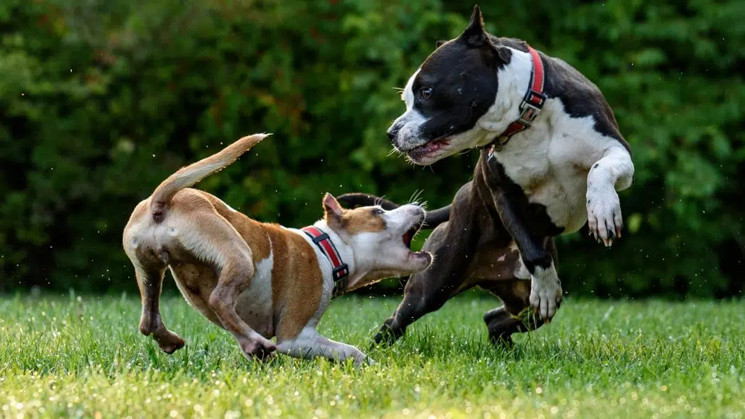 amstaff