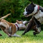 Amendă de 14.500 de lei pentru o femeie care şi-a plimbat câinii Amstaff fără lesă şi botniţă